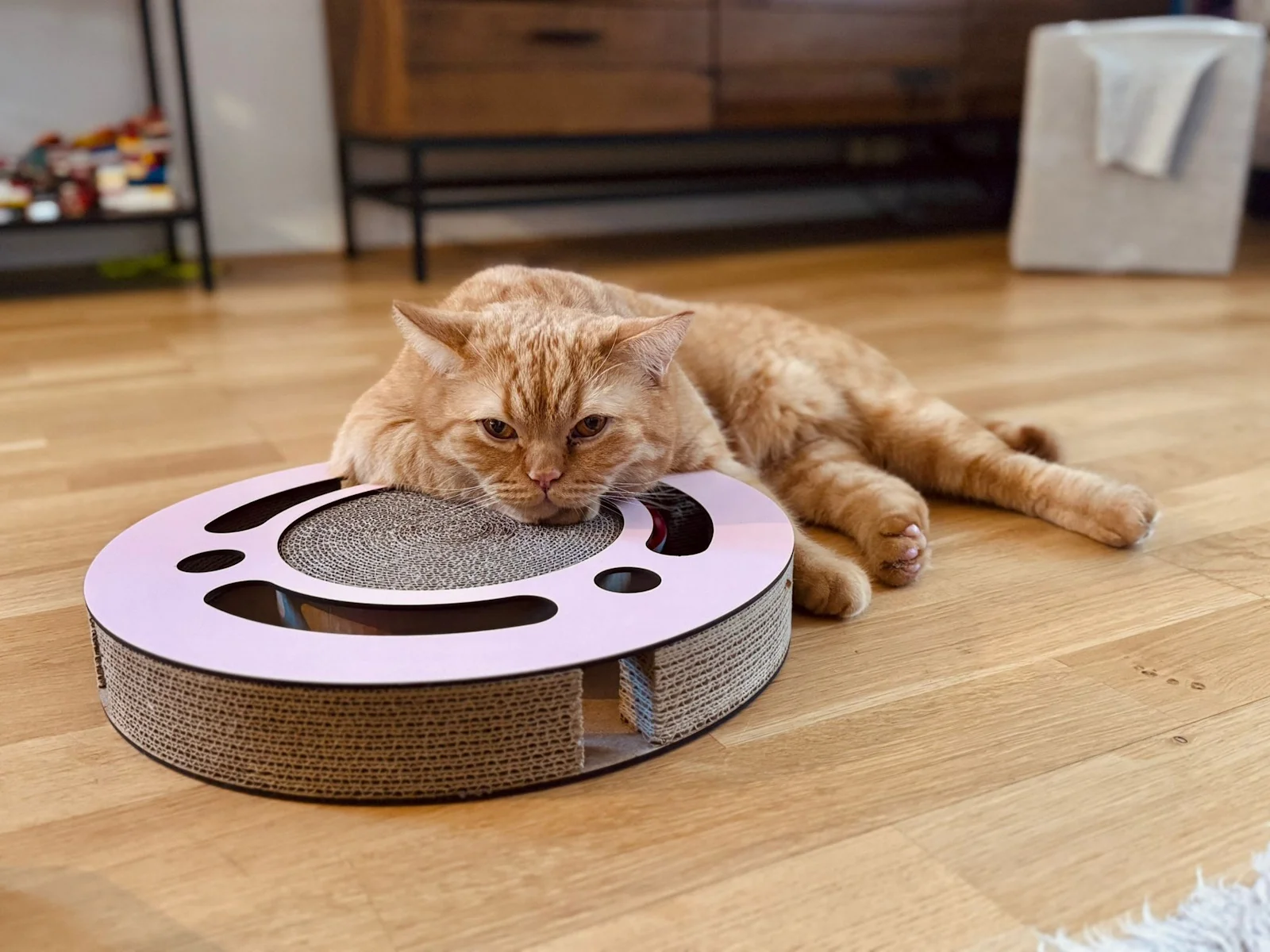 Katze mit Catvey-Kratzmöbel