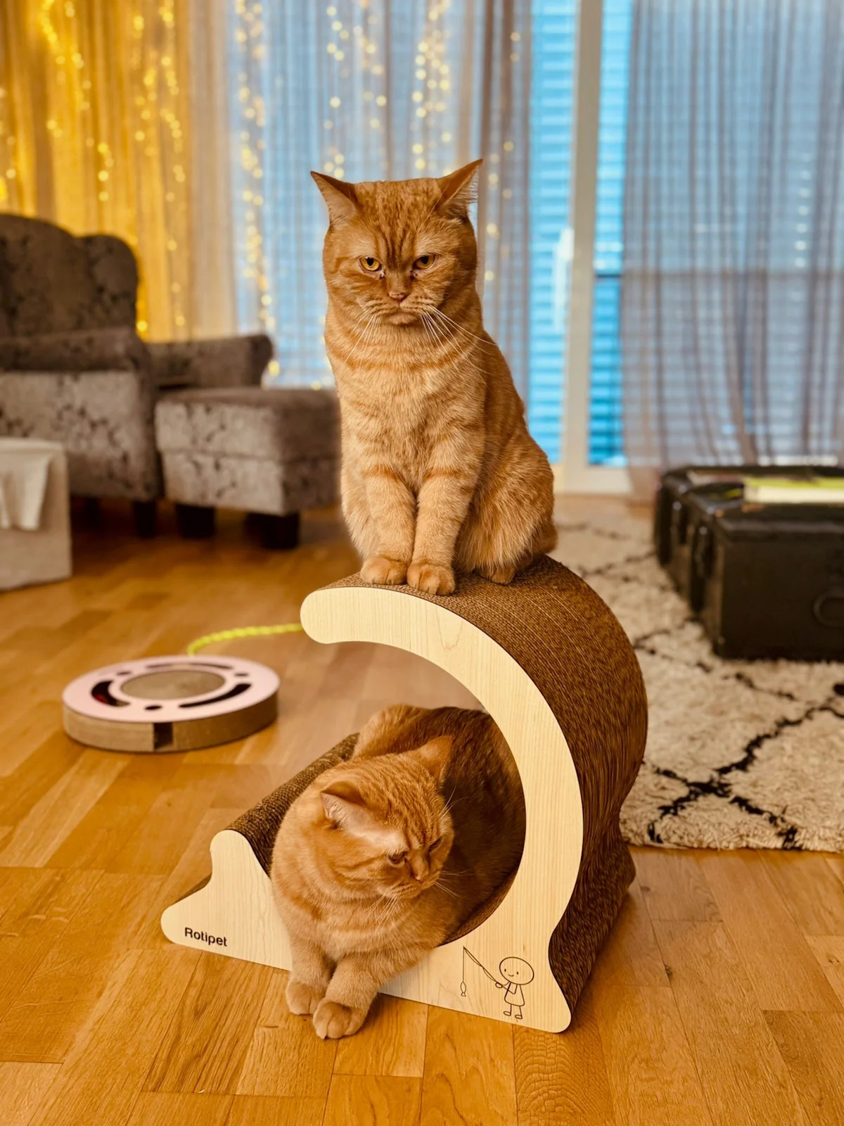 Katze mit Catvey-Kratzmöbel