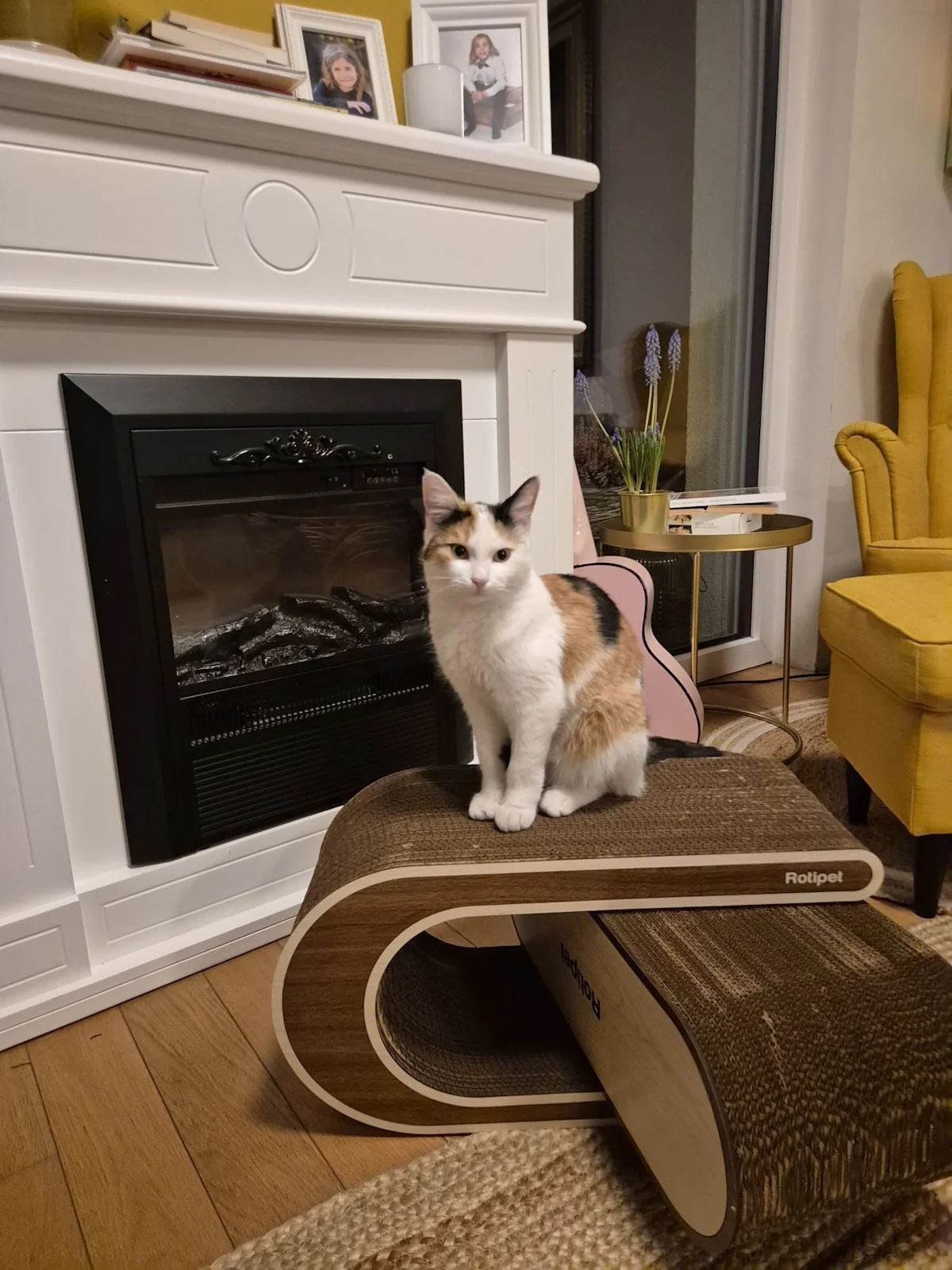 Katze mit Catvey-Kratzmöbel