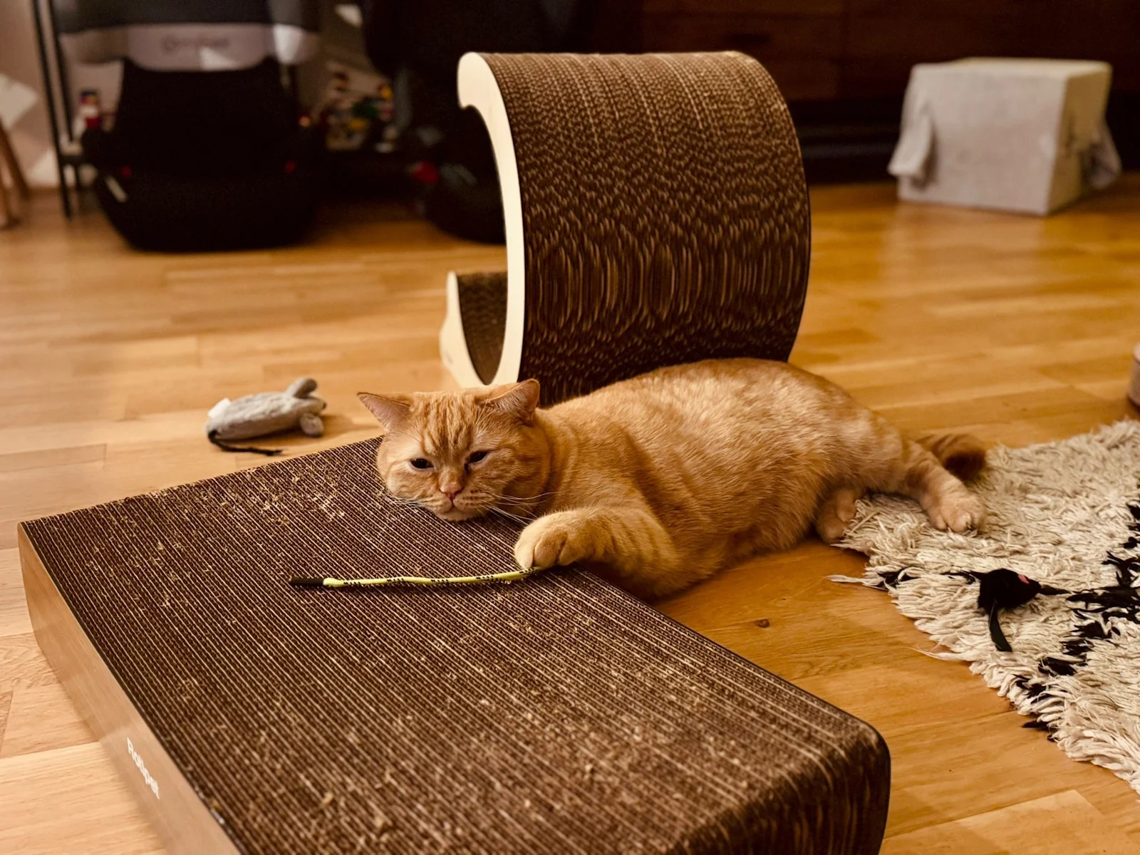 Katze mit Catvey-Kratzmöbel