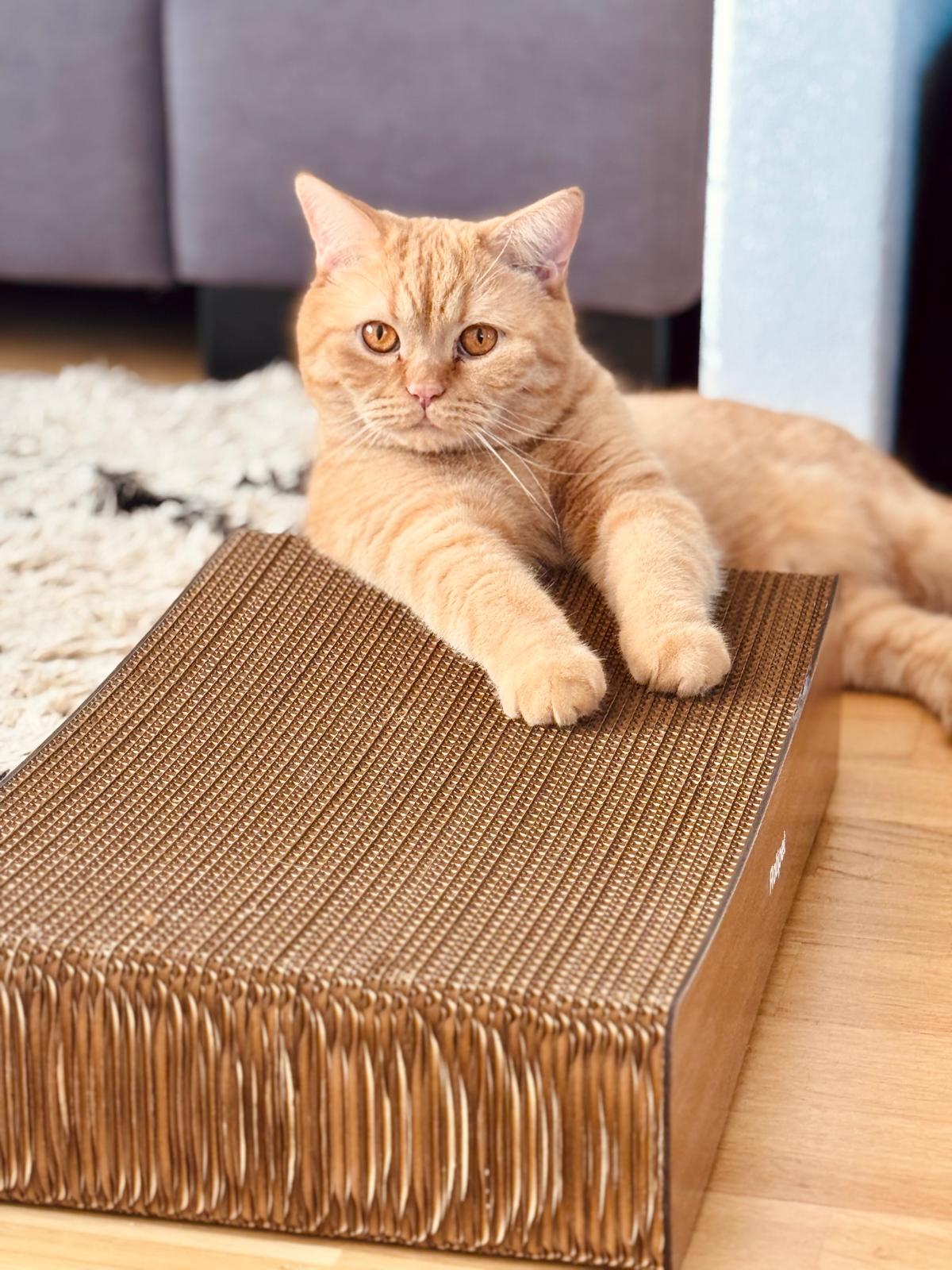 Katze mit Catvey-Kratzmöbel