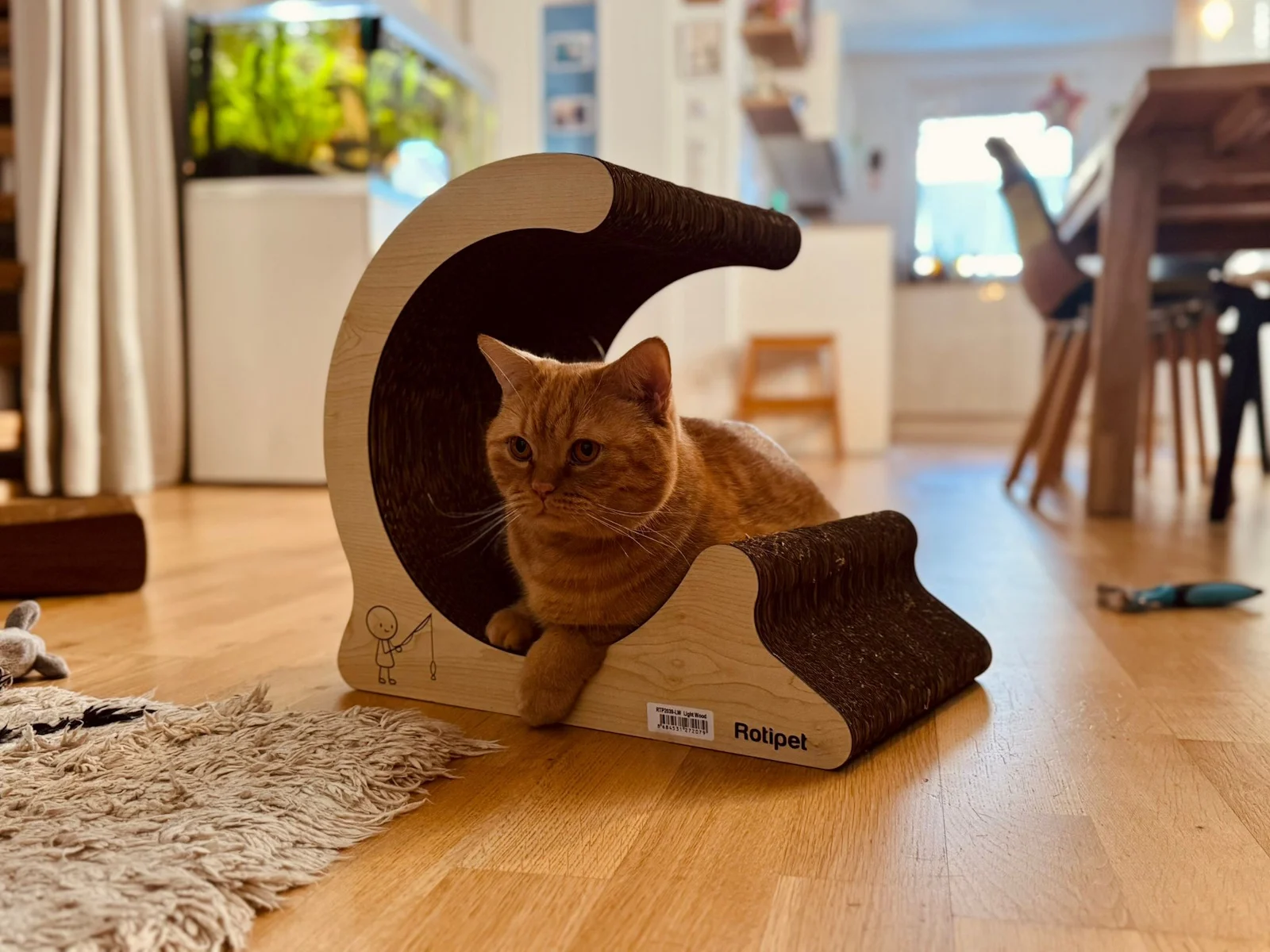 Katze mit Catvey-Kratzmöbel