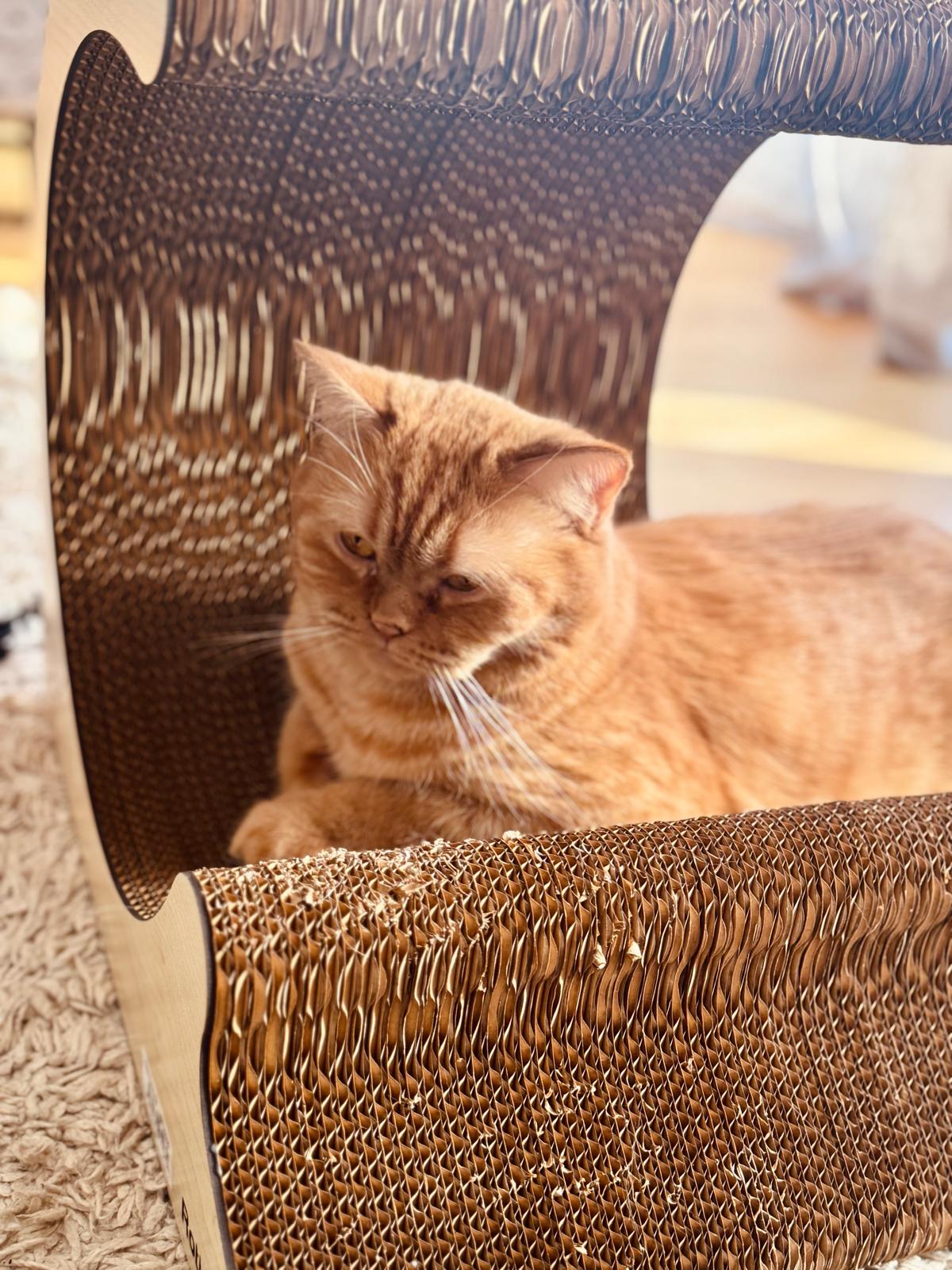 Katze mit Catvey-Kratzmöbel