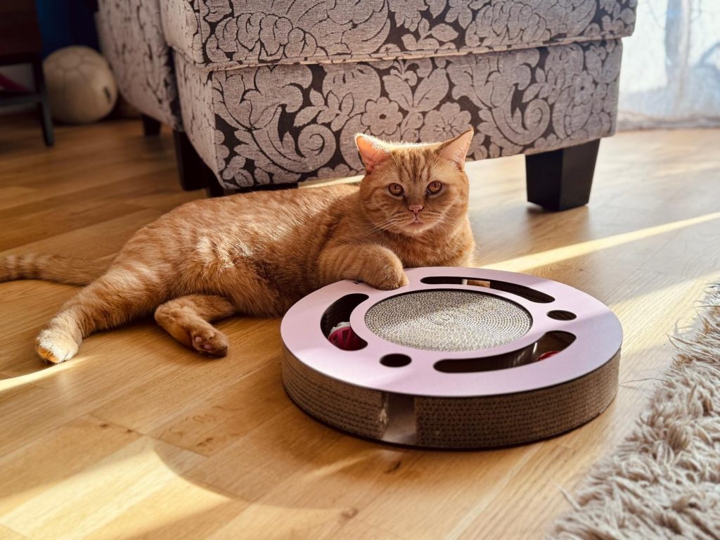 Katze an einem Catvey-Kratzmöbel aus Wellpappe